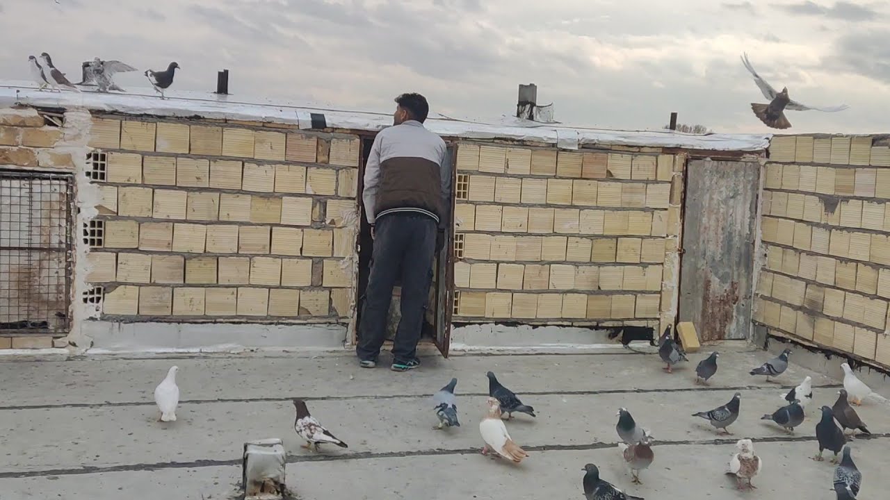 نمایشی از پشت بام و کبوترهای جدید داداش یوسف ؟؟ متأسفانه یکی از کبوتراش رو گربه گرفت 😢