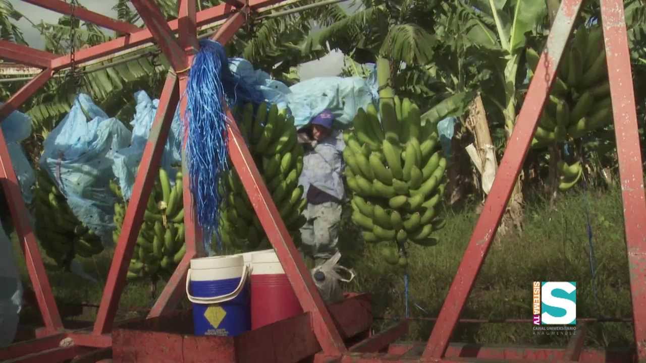 GeoAmbiente- El Valle de Lajas: con nuevas semillas (2/3)