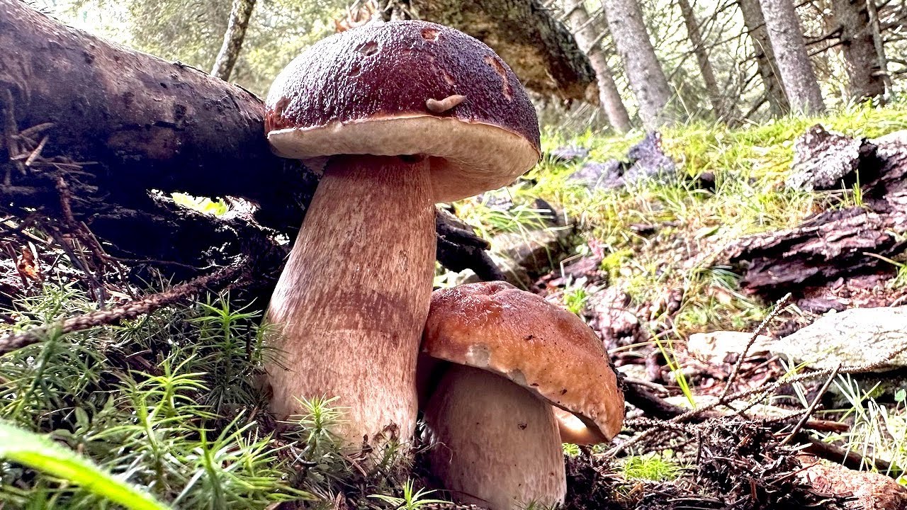 TREMANO GLI AGHI IN ALTA QUOTA FUNGHI PORCINI SETTEMBRE 2023