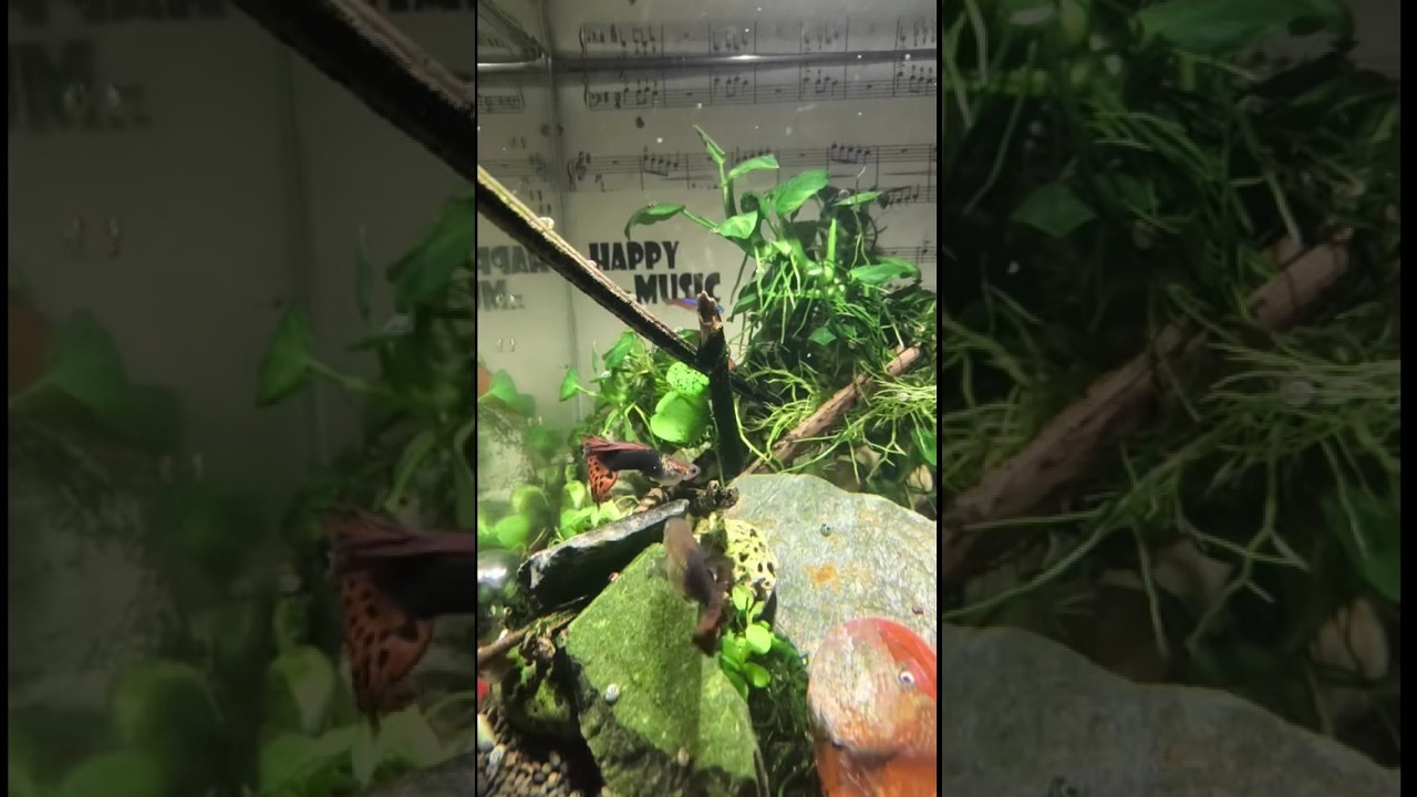 Silent Aquarium 🔴 Guppy Fish Tank | No Sound Background for Work & Study version 5.1