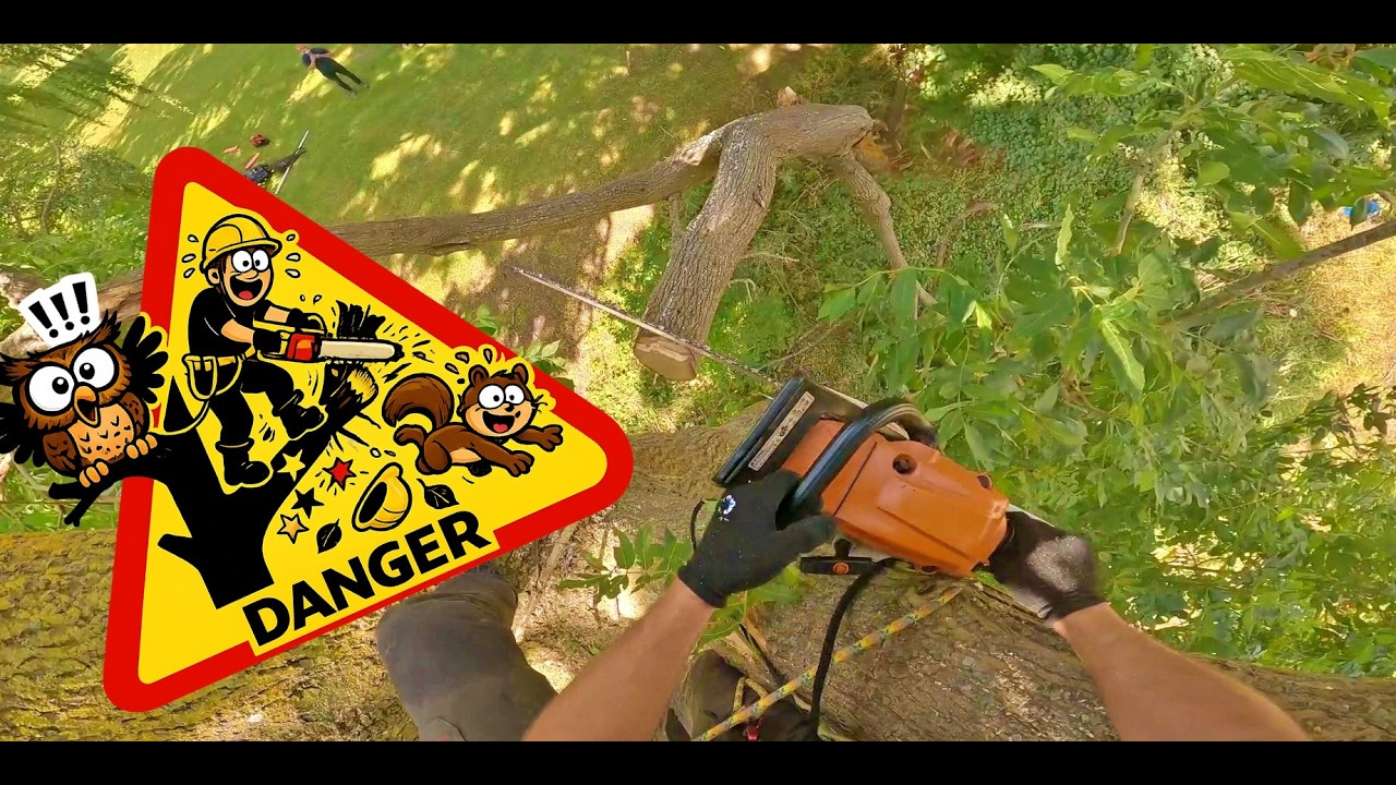 Removing a dangerous broken leaning ash