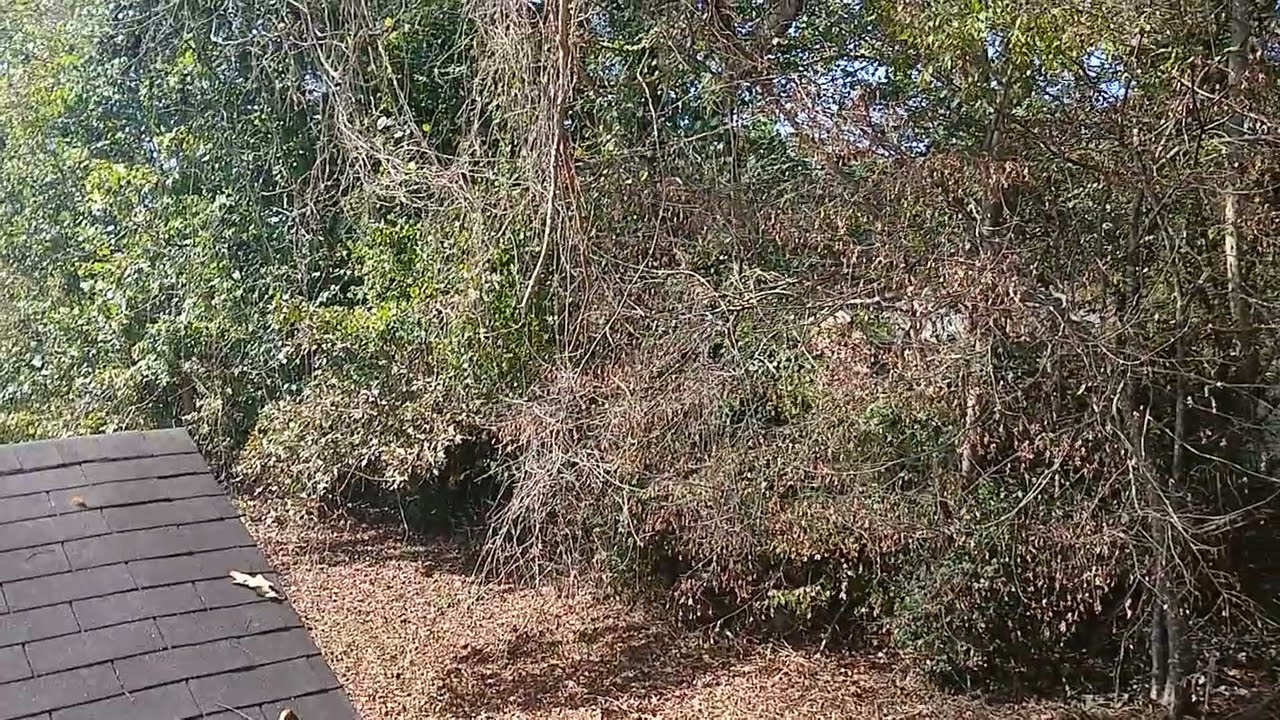 Raug dag yuav tau pov haum cuav