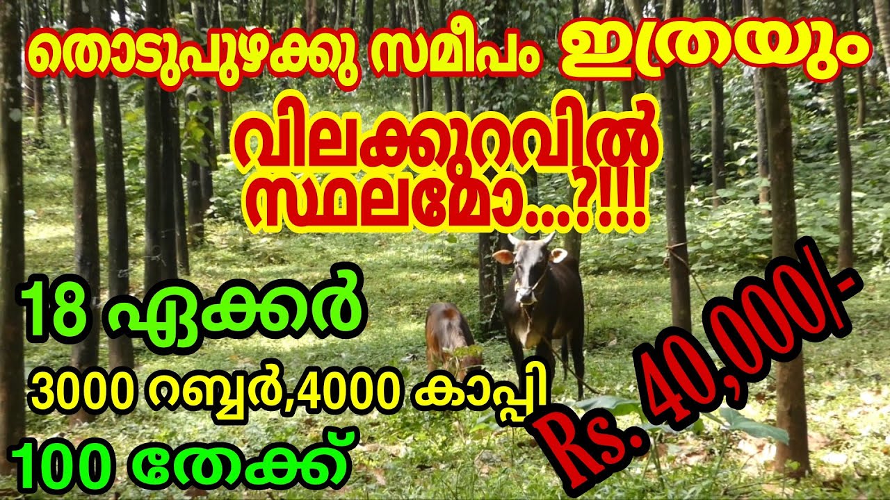 18 Acre Rubber Plantation and Coffee Plantation for sale at Anchari, Thodupuzha /Idukki.Well water.