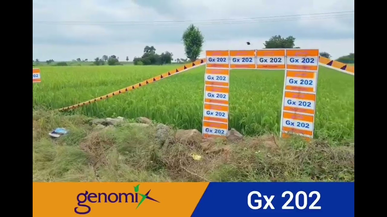 Genomix seeds Hybrid paddy Gx202 . Best hybrid for Kharif and Rabi season. 
