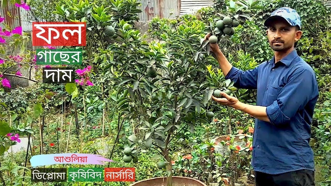 আশুলিয়ায় ফল গাছের দাম ডিপ্লোমা কৃষিবিদ নার্সারিতে | Fruit Tree Price | Gardening Bangladesh