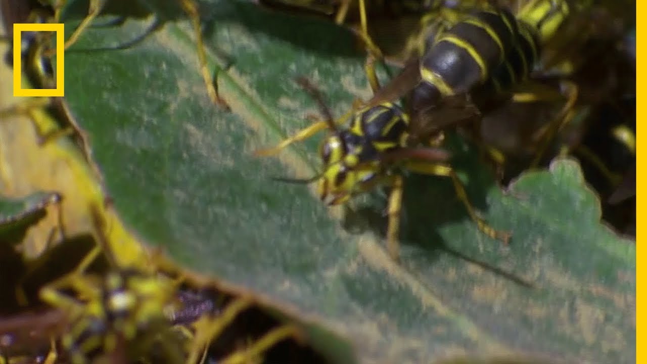 Des fourmis l&eacute;gionnaires s'attaquent &agrave; des gu&ecirc;pes