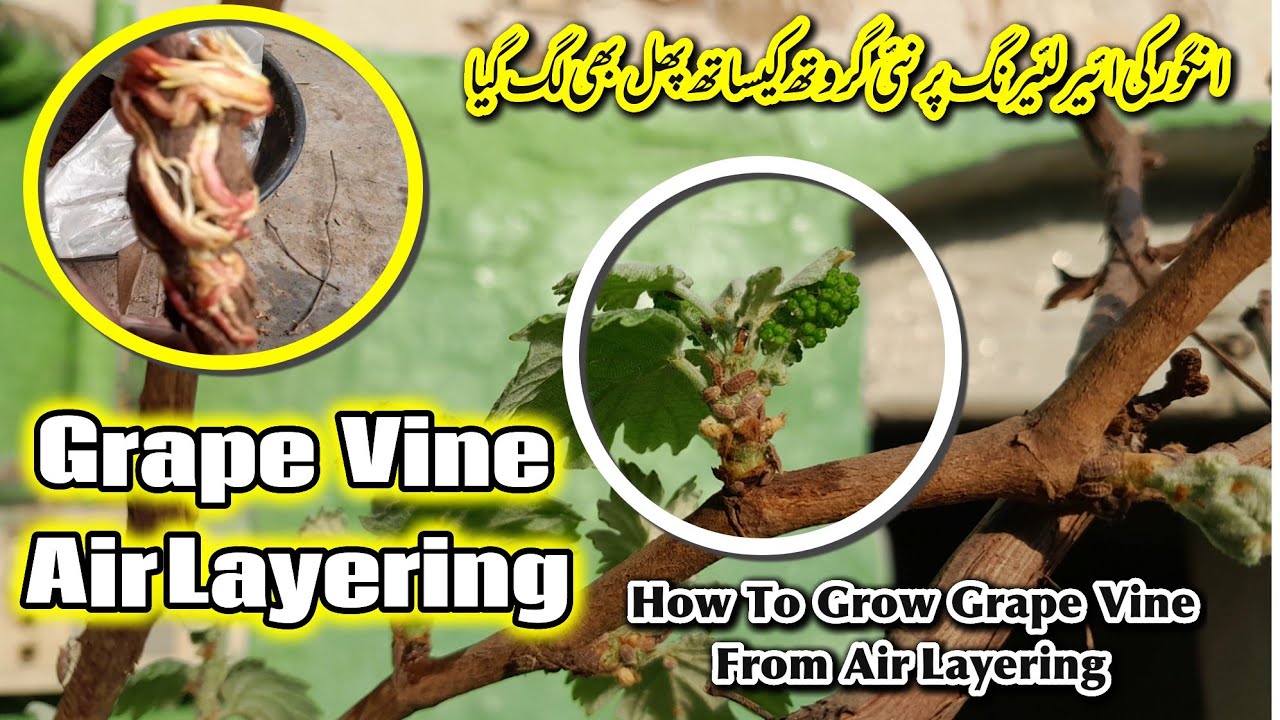 How To Grow Grape Vine From Air Layering | Angur Ki Bail Ko Air Layering Se Kese Ugayen | Mr Planter