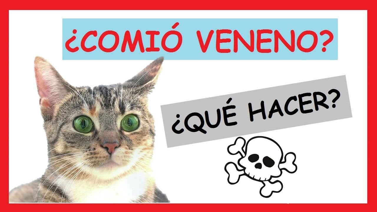 ¿Qué Hacer Cuando un Gato está Envenenado? |PRIMEROS AUXILIOS|