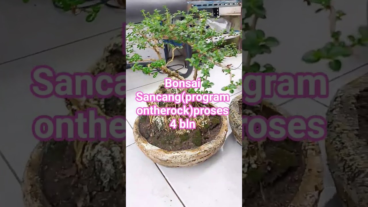 proses perpindahan program ontherock dari pot ground ke pot ceper(pot bonsai)