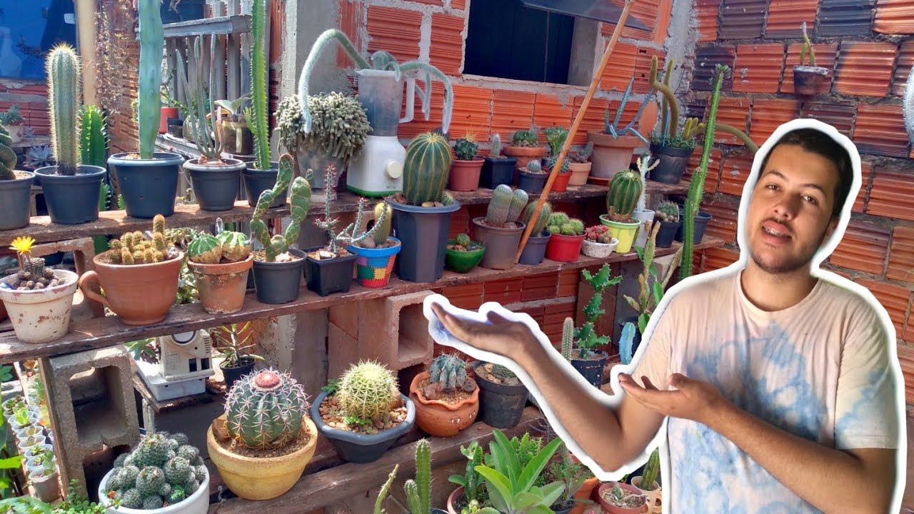 minha coleção de cactos