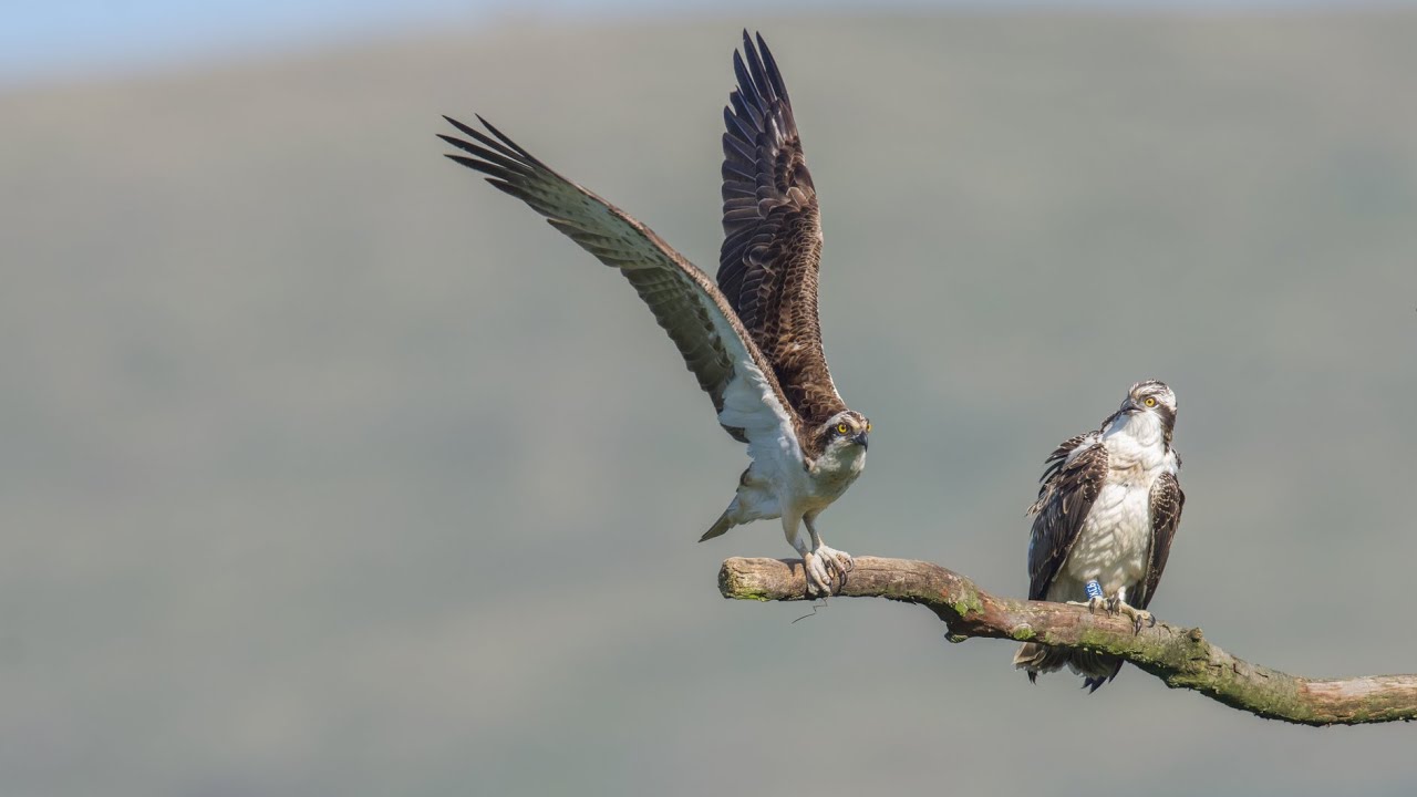 Teifi & Idris Migrate