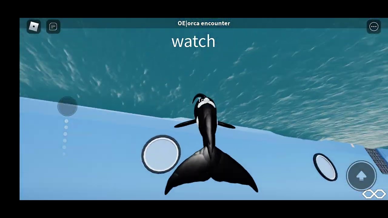 OO sea world's oe aka orca encounter