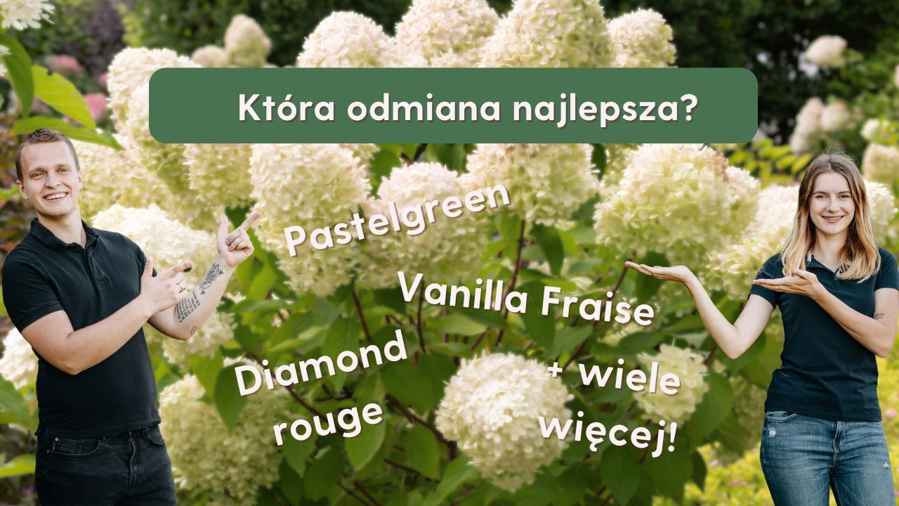 Która Hortensja jest najlepsza?! TOP 13 ODMIAN HORTENSJI!