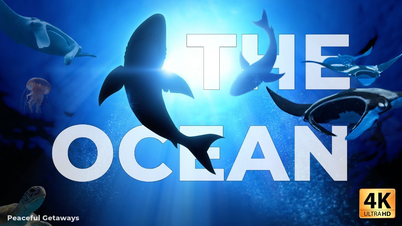 OCEAN ANIMALS 4K - Peaceful Getaways with Calming Music
