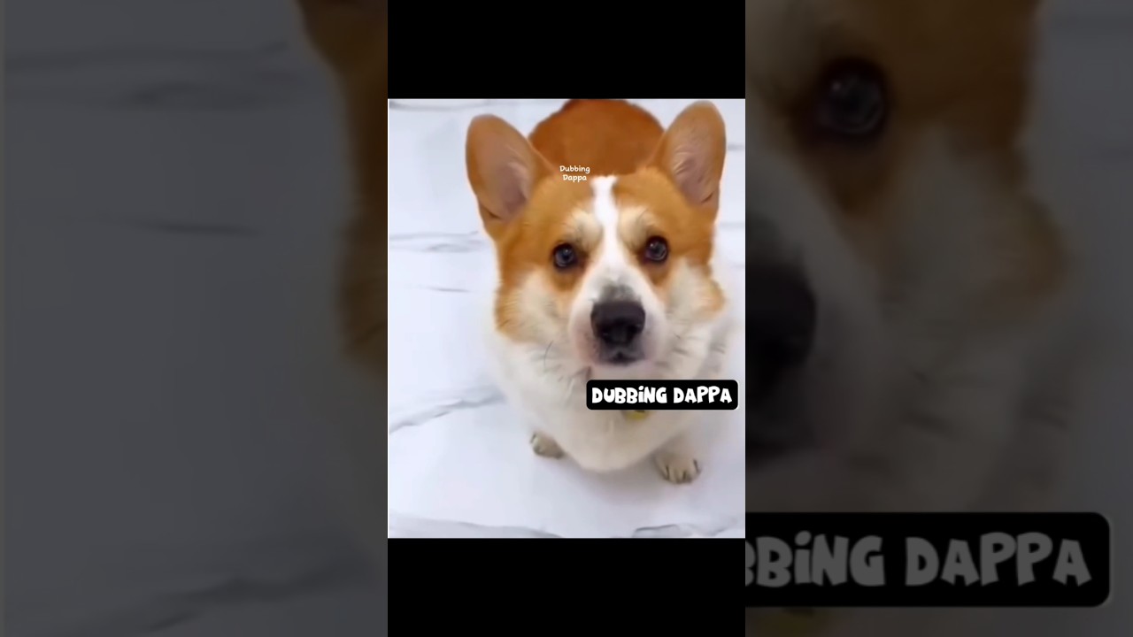 Money Heist 🤣 #funny #dog #shorts #cat #shortsfeed #dubbingdappa #animals #pets #comedy #funnyvideos