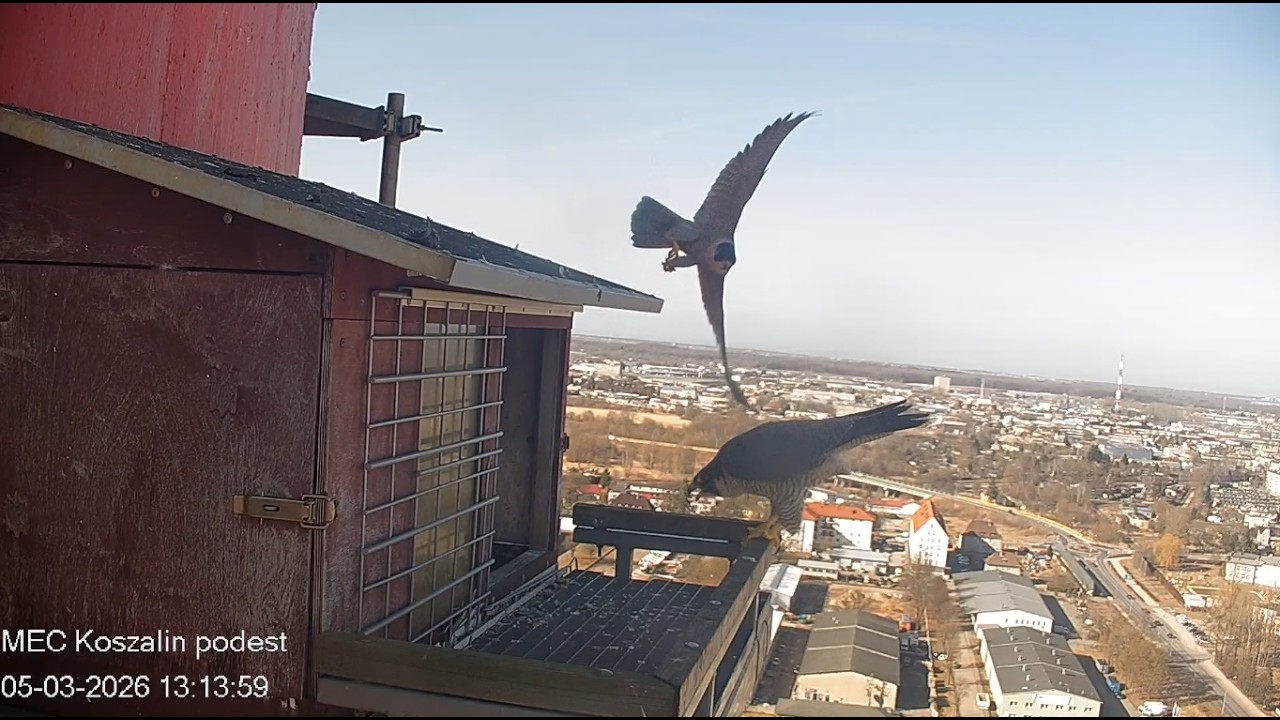 Koszalin 05 03 2026 3 ~ najpierw Nila na moment, potem Ptyś z wizytą
