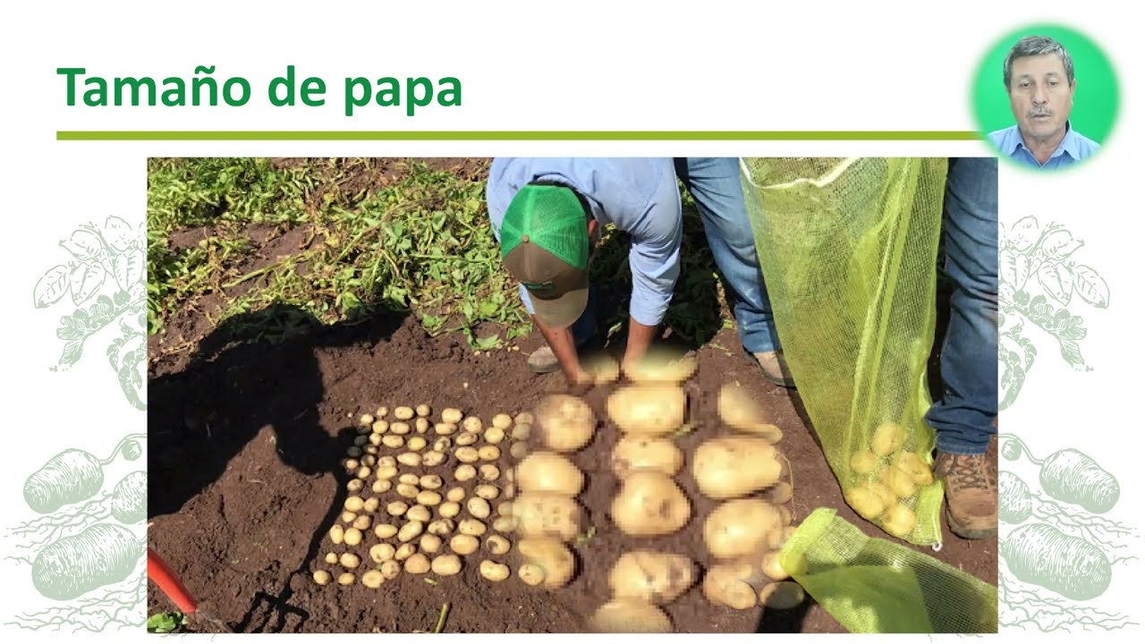 Nutrición en cultivo de Papa