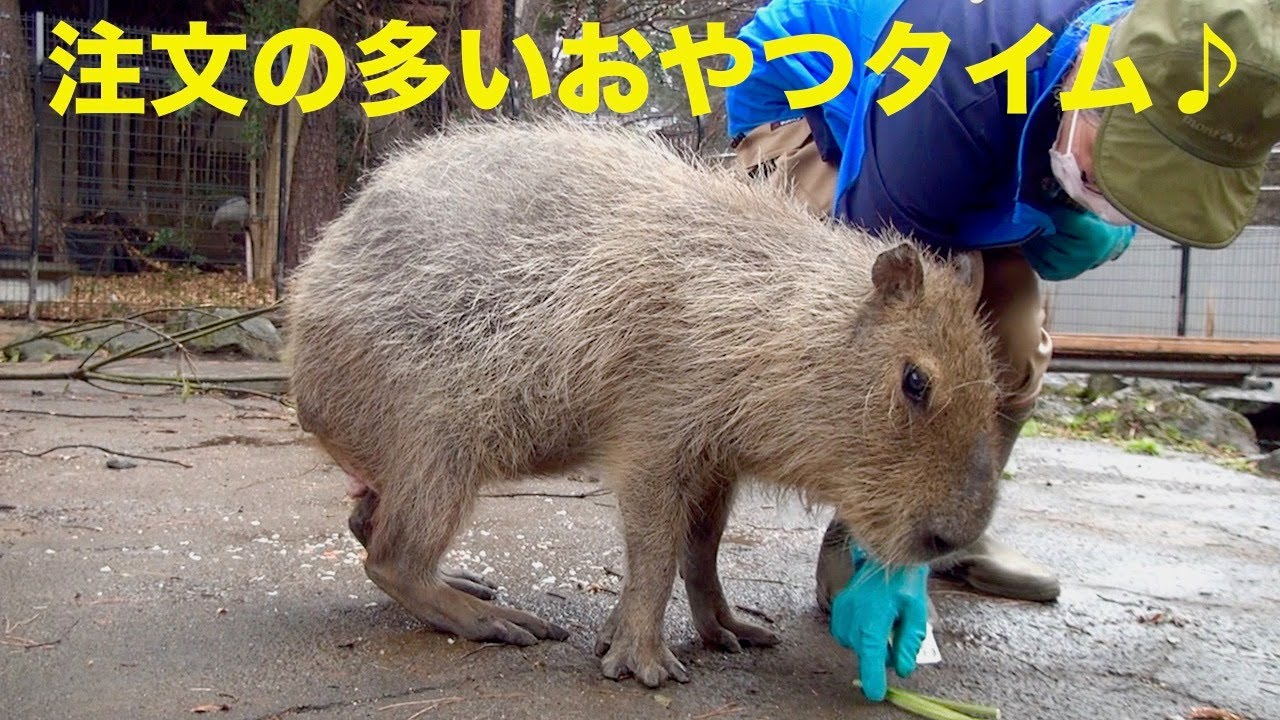 注文の多いおやつタイム♪   大宮公園のカピバラたち