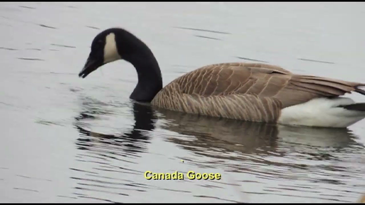 Birding at Union Bay, Jan 2, 2026