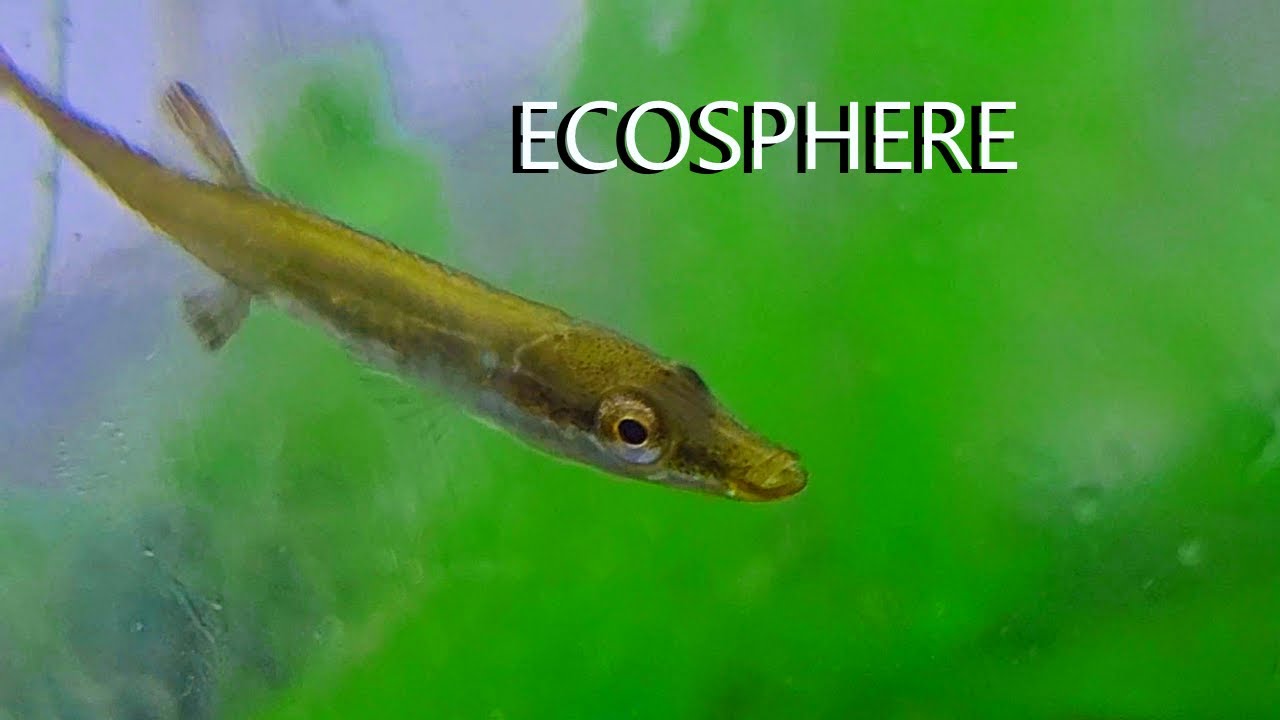 FISH ECOSPHERE