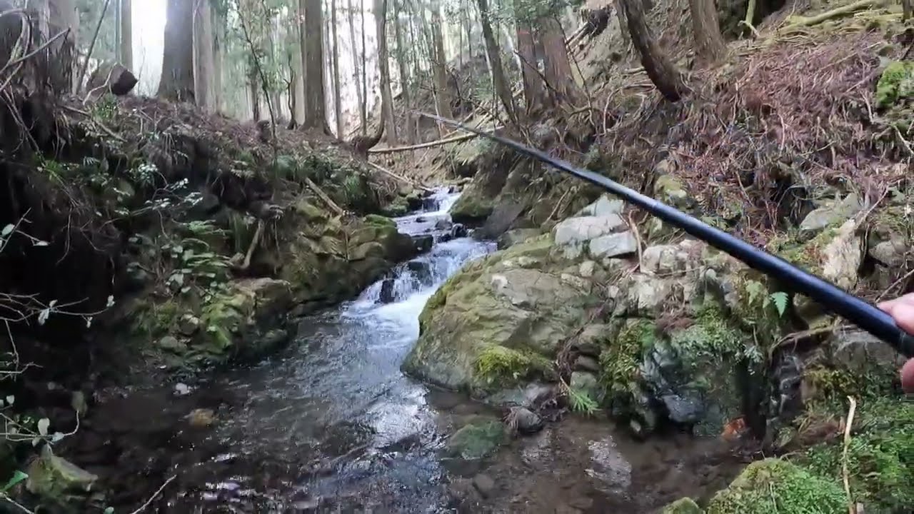 京都賀茂川渓流釣り（鞍馬寺の上流は美しい渓相、イワナ域解禁日でもチビアマゴのみ）