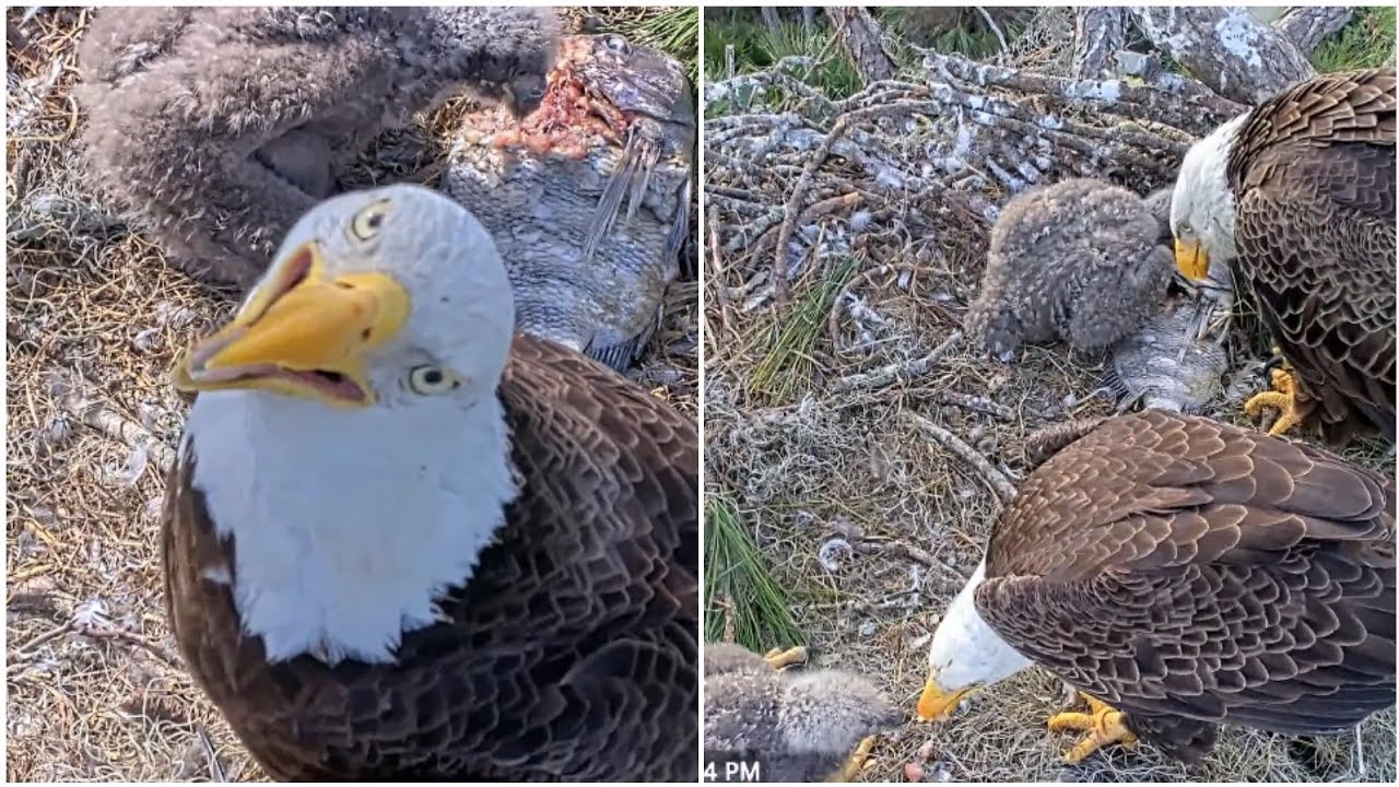 NEFL EAGLES 2026.1.25 🐟NE33 is secretly self-feeding at Gabby's feet.