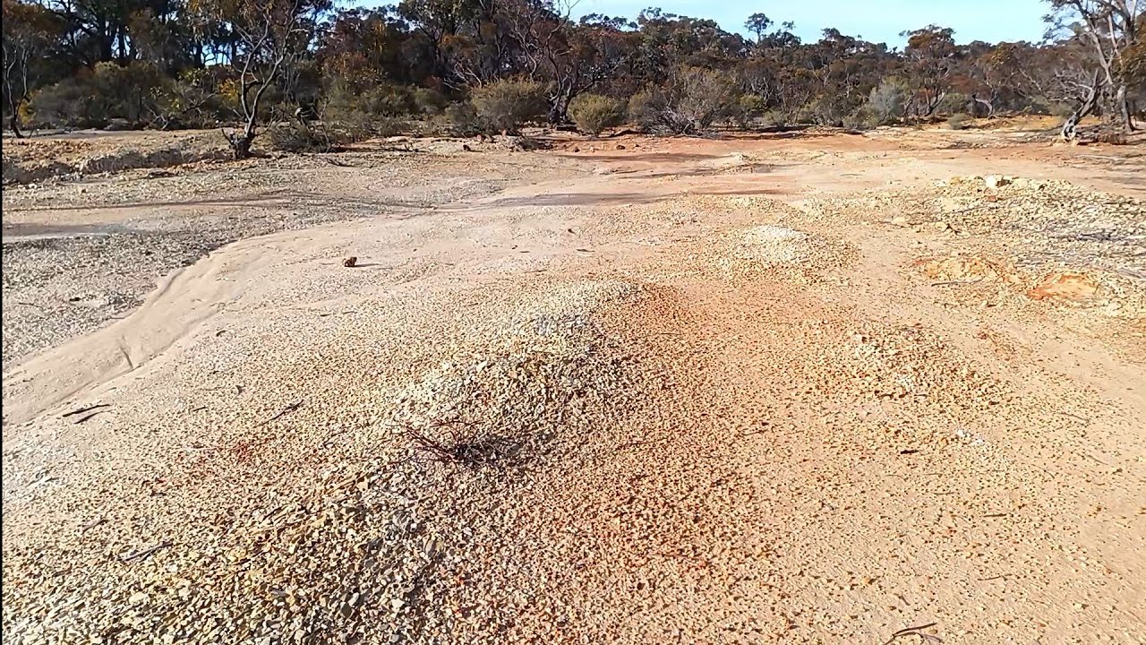 Surfacing whipstick gold #australia #victoria #gold #metaldetecting #whipstick