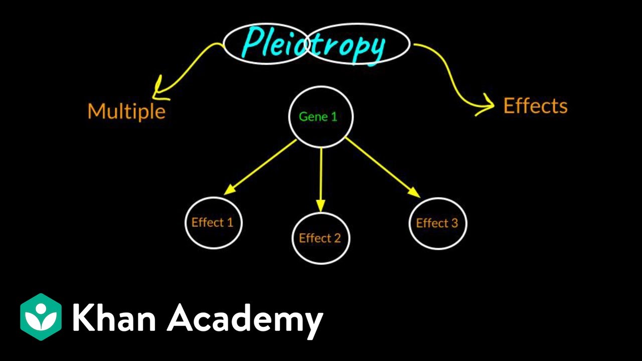 Pleiotropy | Principles of Inheritance and Variation | Class XII | Biology | Khan Academy