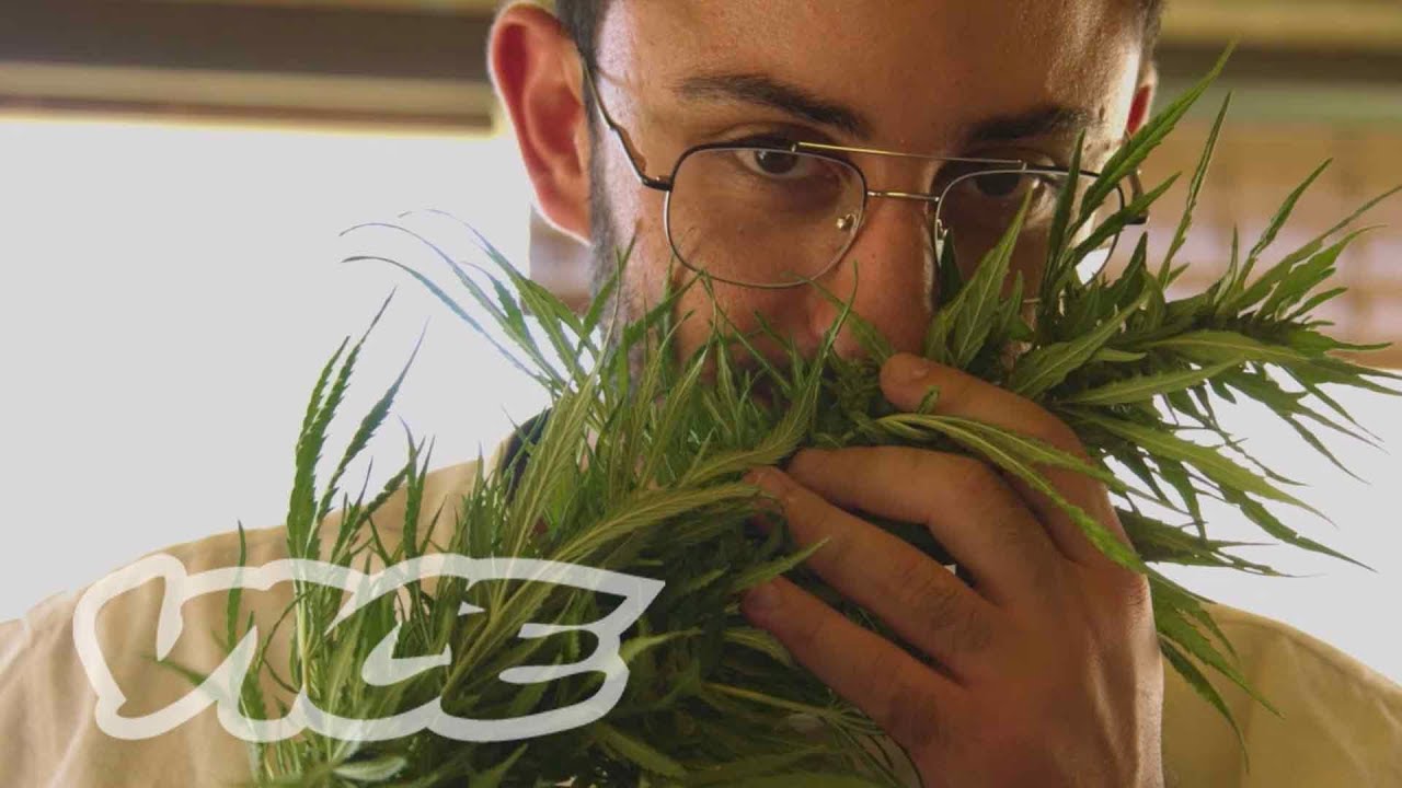 لبنان مستعد لتشريع زراعة الحشيش.. لماذا التأخير؟