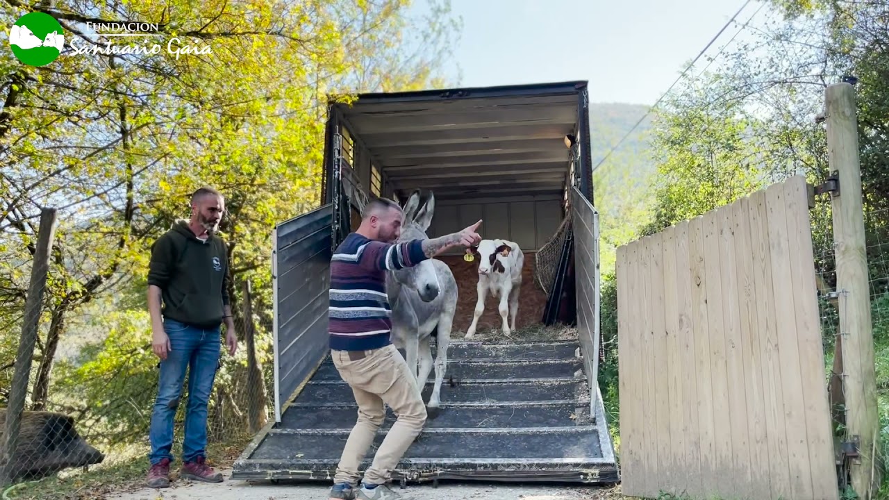 El rescate del burro Pepe y el ternero Agustín - Fundación Santuario Gaia