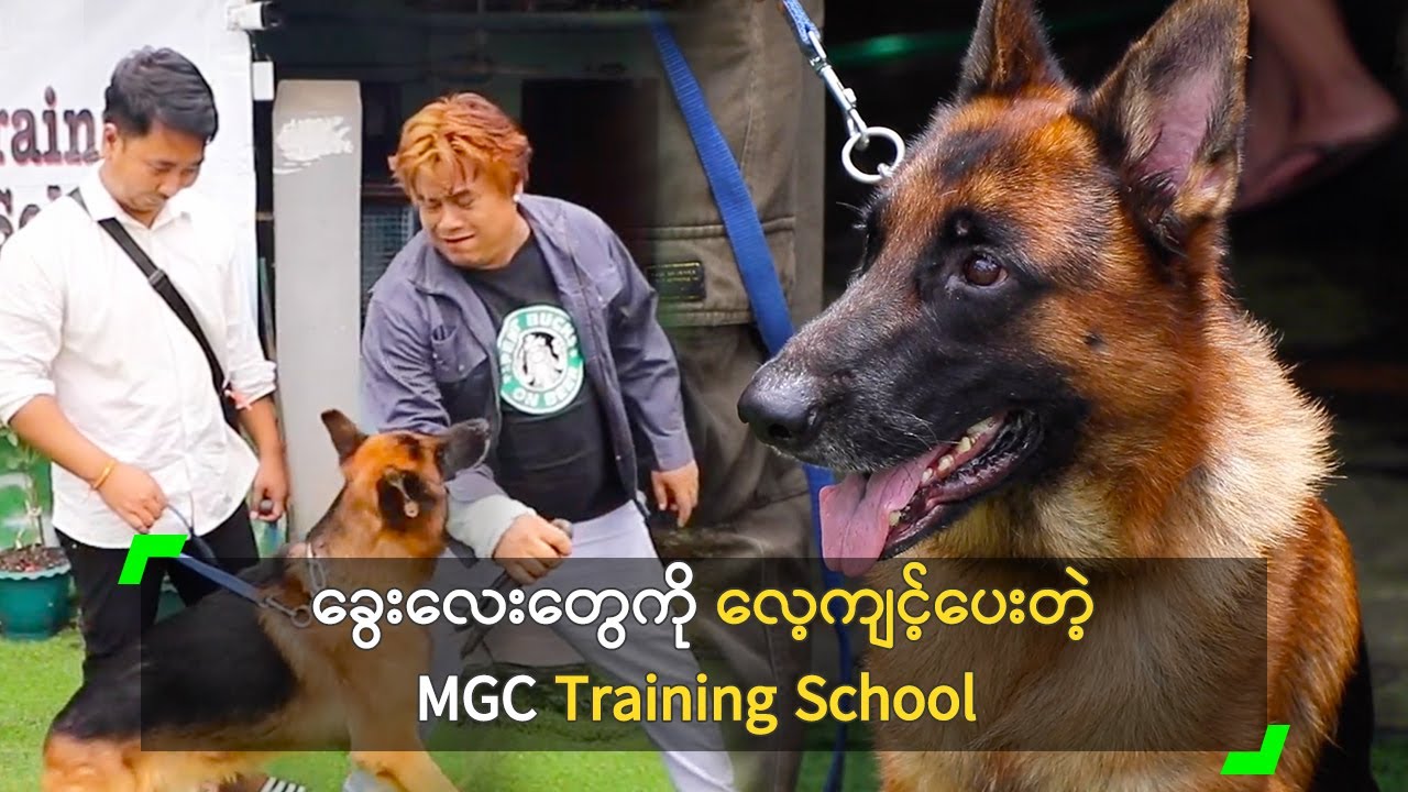 ခွေးလေးတွေကို လေ့ကျင့်ပေးတဲ့ MGC Training School