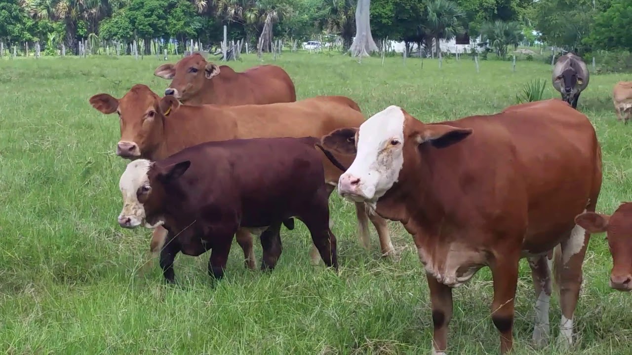 Beefmaster cruce con ganado comercial