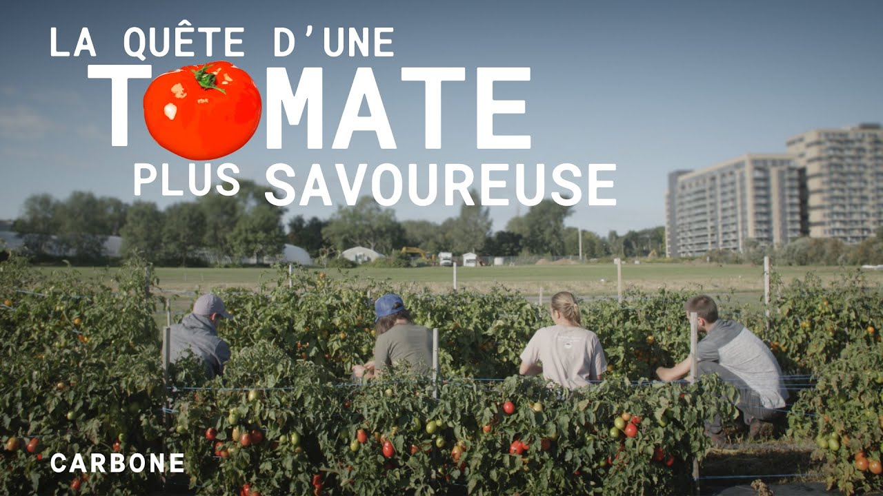 Carbone | Est-ce vrai que les tomates ne goûtent plus rien?