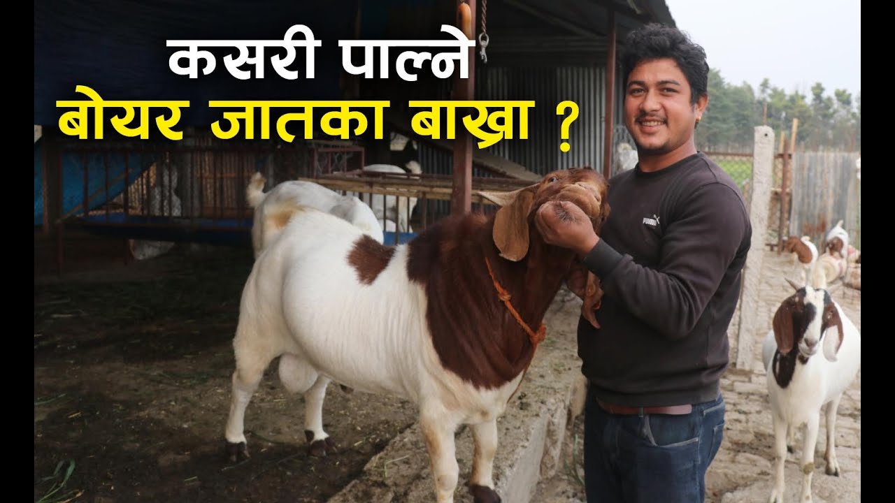 सुनसरीमा बोयर जातका बाख्रापालनबाट कमाउँदै ll Boer goat in Sunsari, Boer goat farming Raju basnet