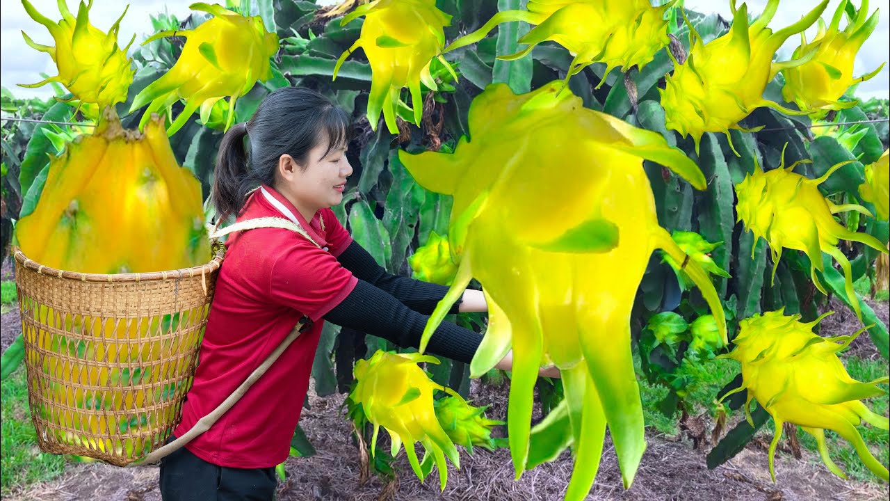 Harvesting Yellow Dragon Fruit | The most unique dragon fruit in the world Go to the market sell