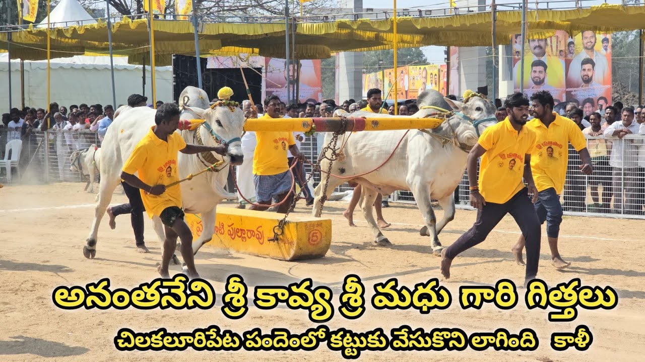 చిలకలూరిపేట ఆరుపళ్ళ 1🏆విజేత. అనంతనేని శ్రీ కావ్య గారు శ్రీ మధు గారు యనమలకుదురు గ్రామం పెనమలూరు మండలం