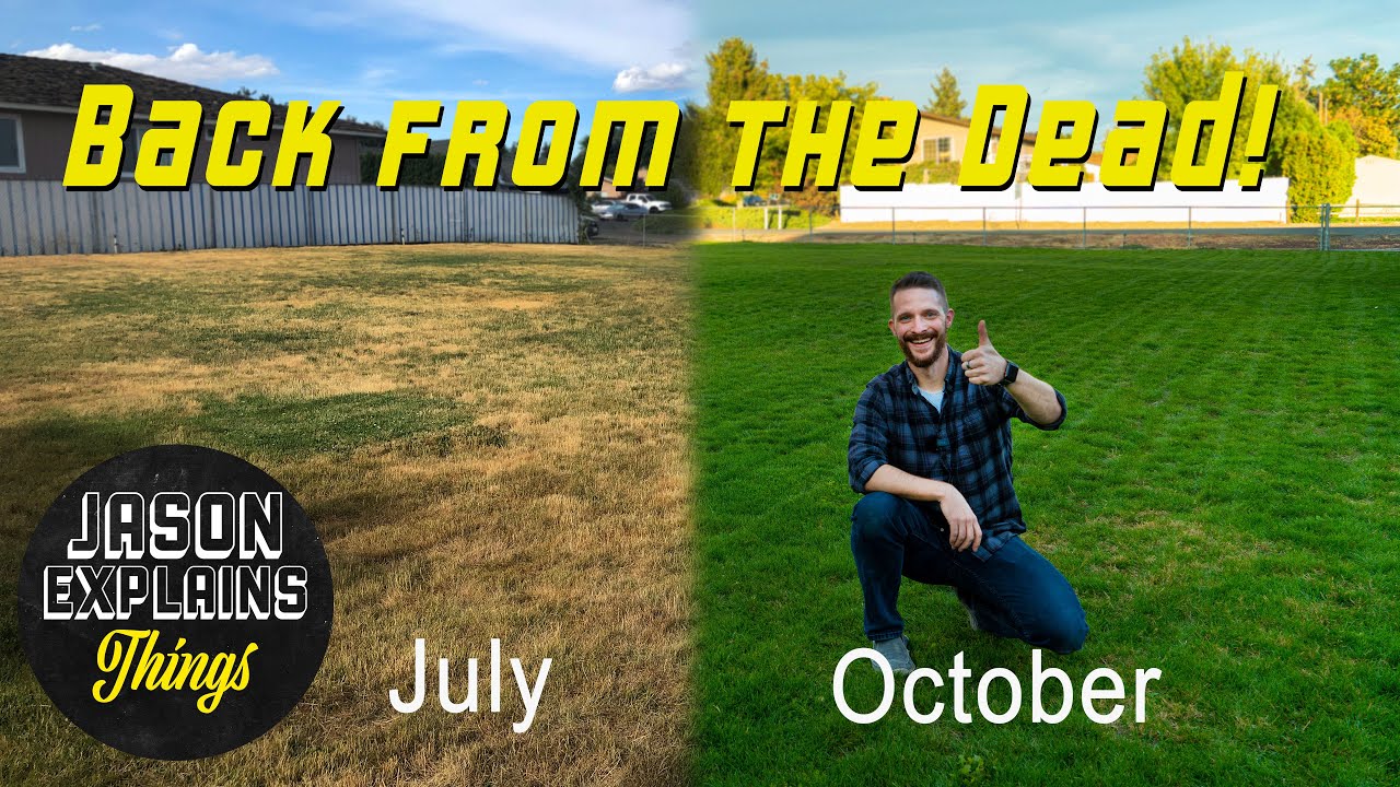 Lawn Renovation Step by Step Guide!