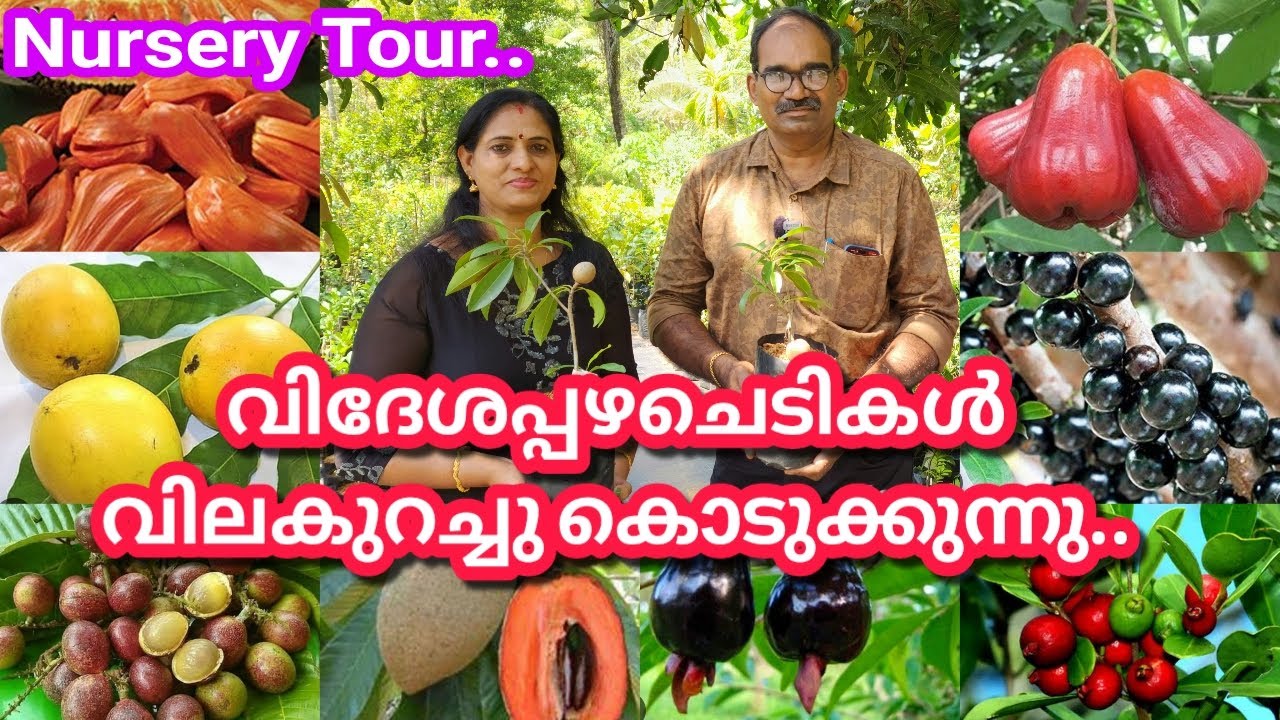 കായ്ച്ച പ്ലാവ് 350 രൂപ🥰എല്ലാ വിദേശപ്പഴച്ചെടികളും വിലകുറച്ചു കൊടുക്കുന്നു, പഴചെടികൾ ലാഭത്തിൽ വാങ്ങാം