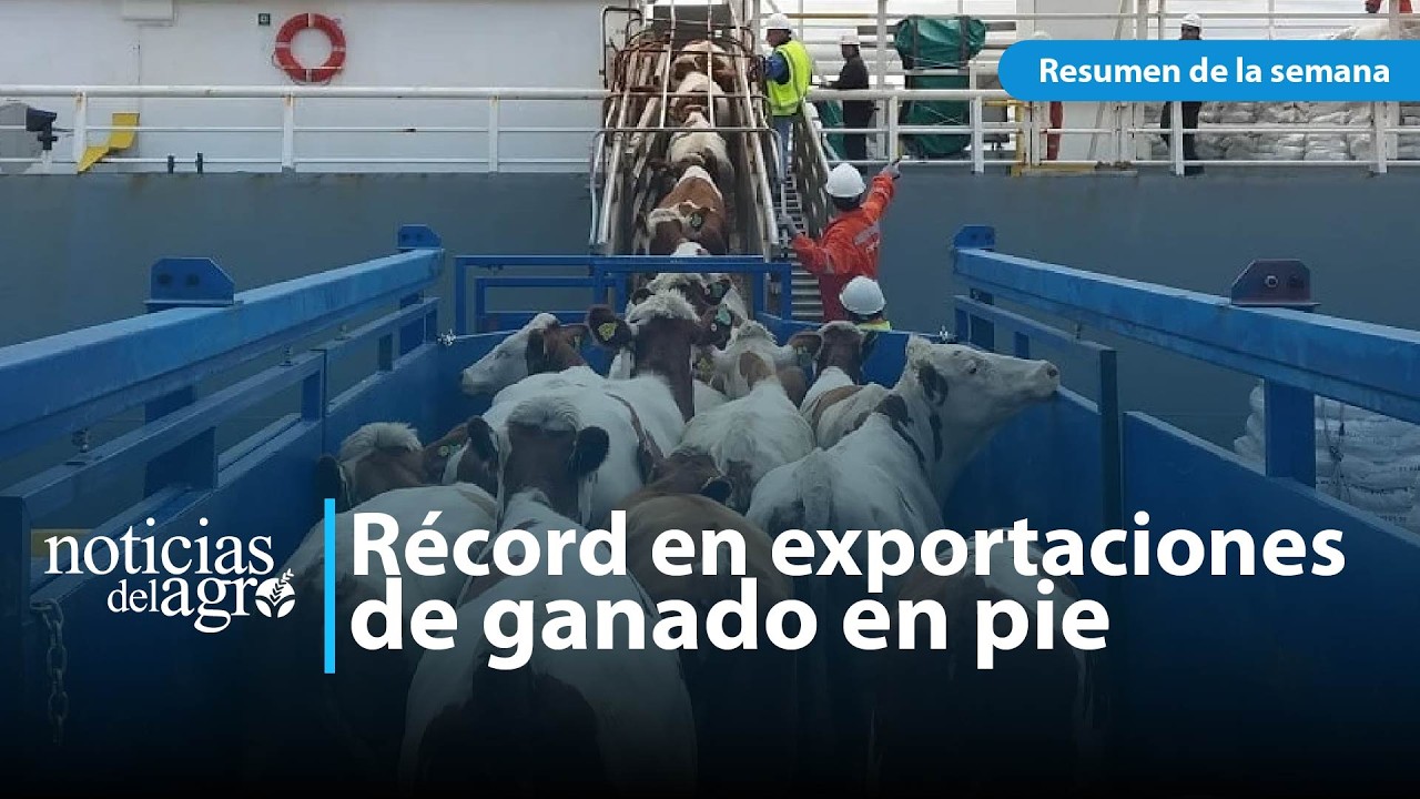 Brasil registró récord en valor y volumen en sus exportaciones de ganado en pie