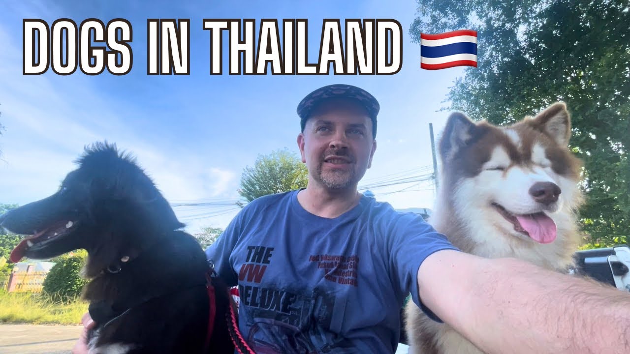 Street Dogs in Thailand