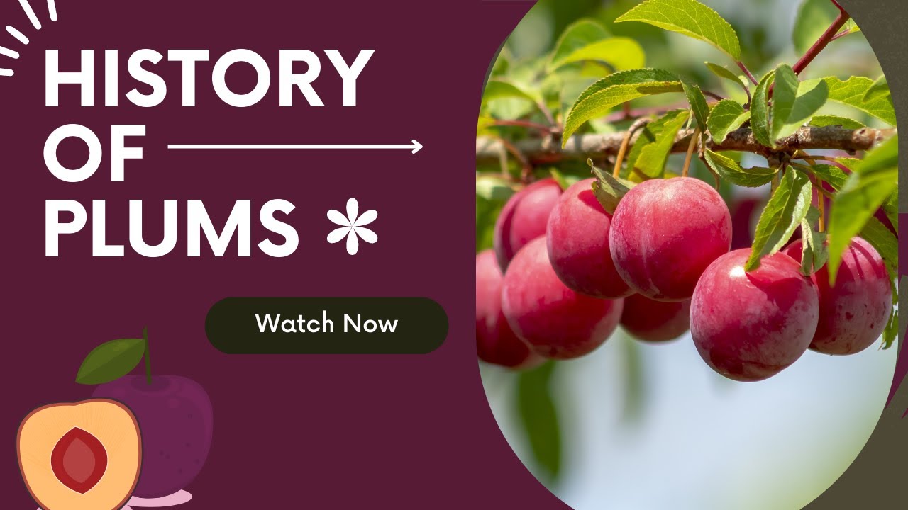History of Plums | Plum Perfection: The Story of a Sweet Fruit | Plums in Time.