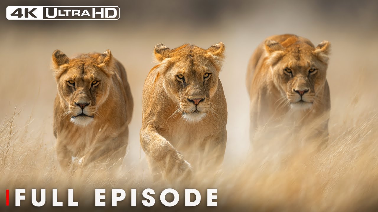 LION PRIDE: Dramatic Moments from Wildlife | 4K UHD | Nature Animal Documentary