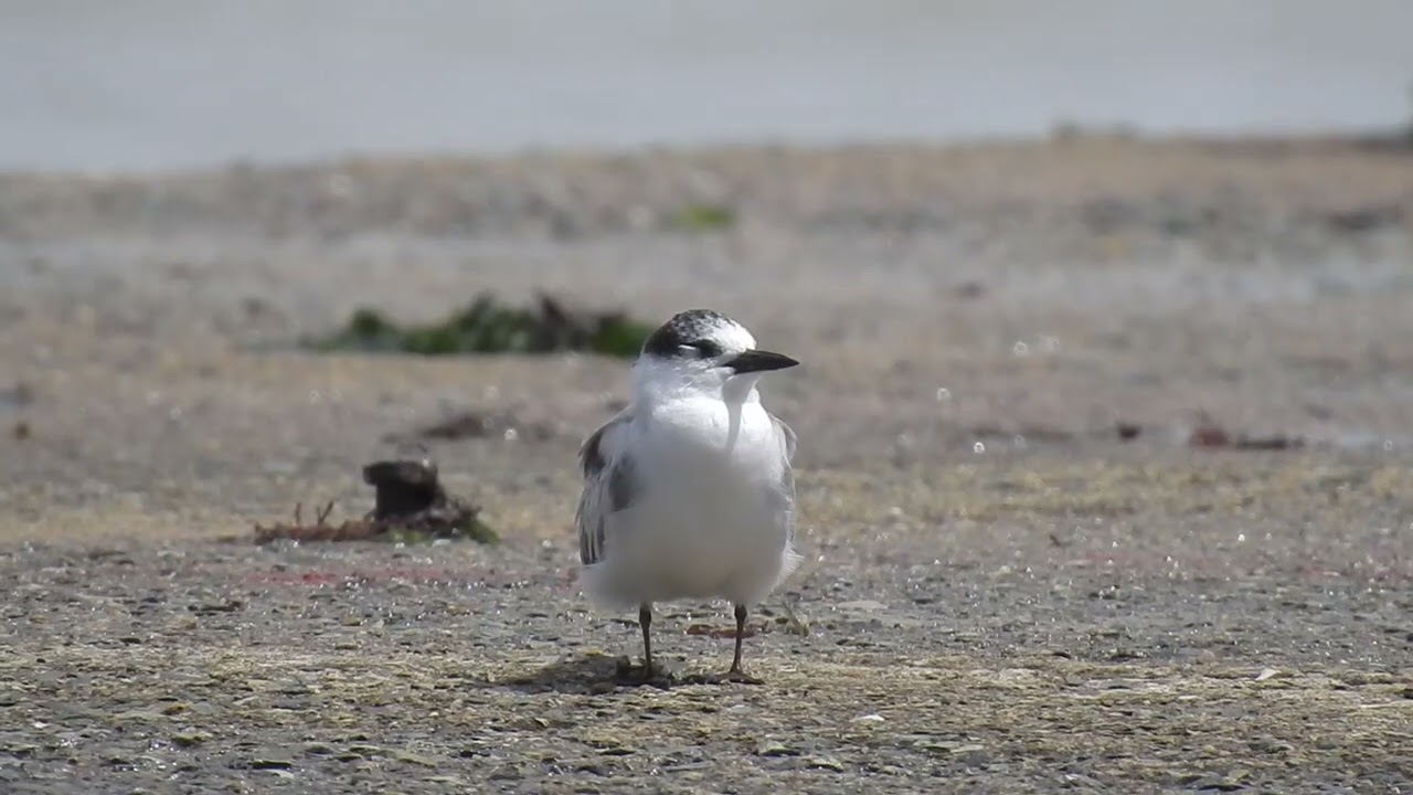 구레나룻제비갈매기(Whiskered Tern, Chlidonias hybridus). 몇일동안 태풍에 시달리다가 쉬는 모습