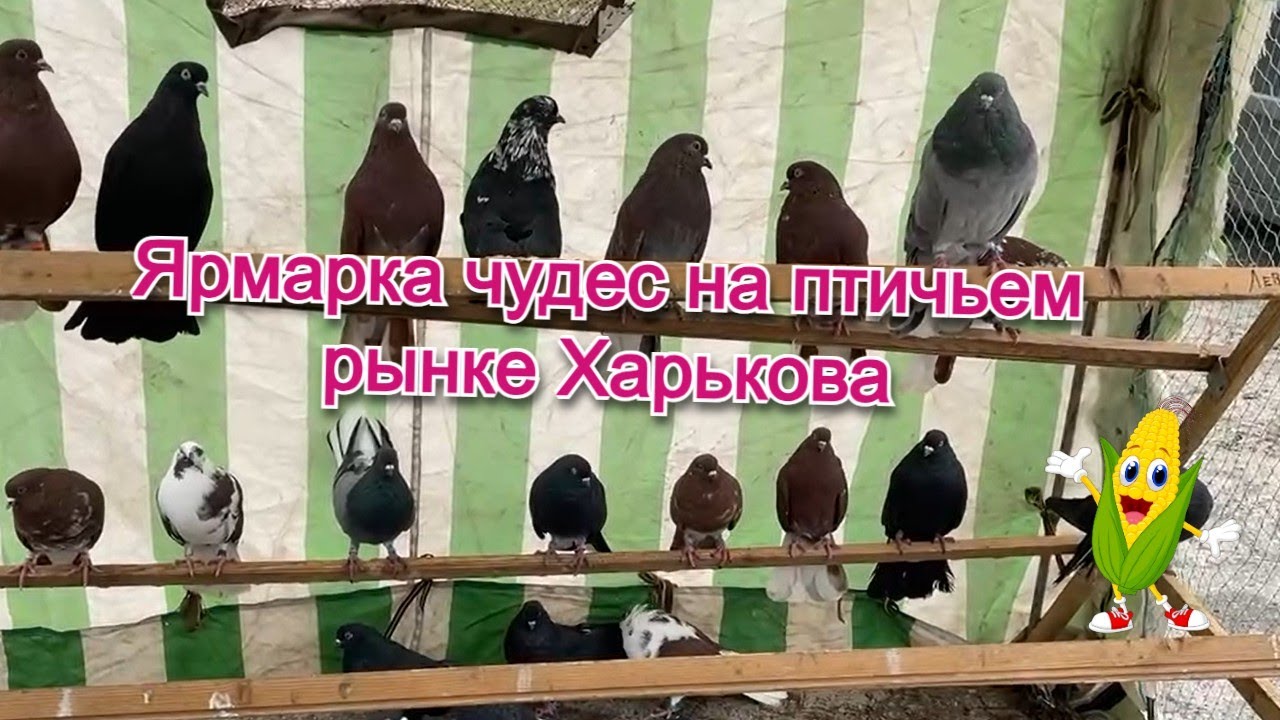 🐦 Ярмарка на птичьем рынке Харькова
