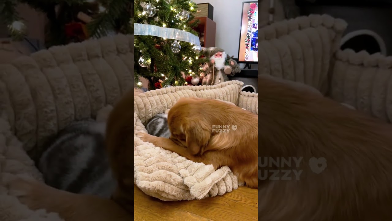 Ultimate Comfort for Your Dog: FunnyFuzzy Snoozy Dream Dog Sofa Bed #puppy #dog