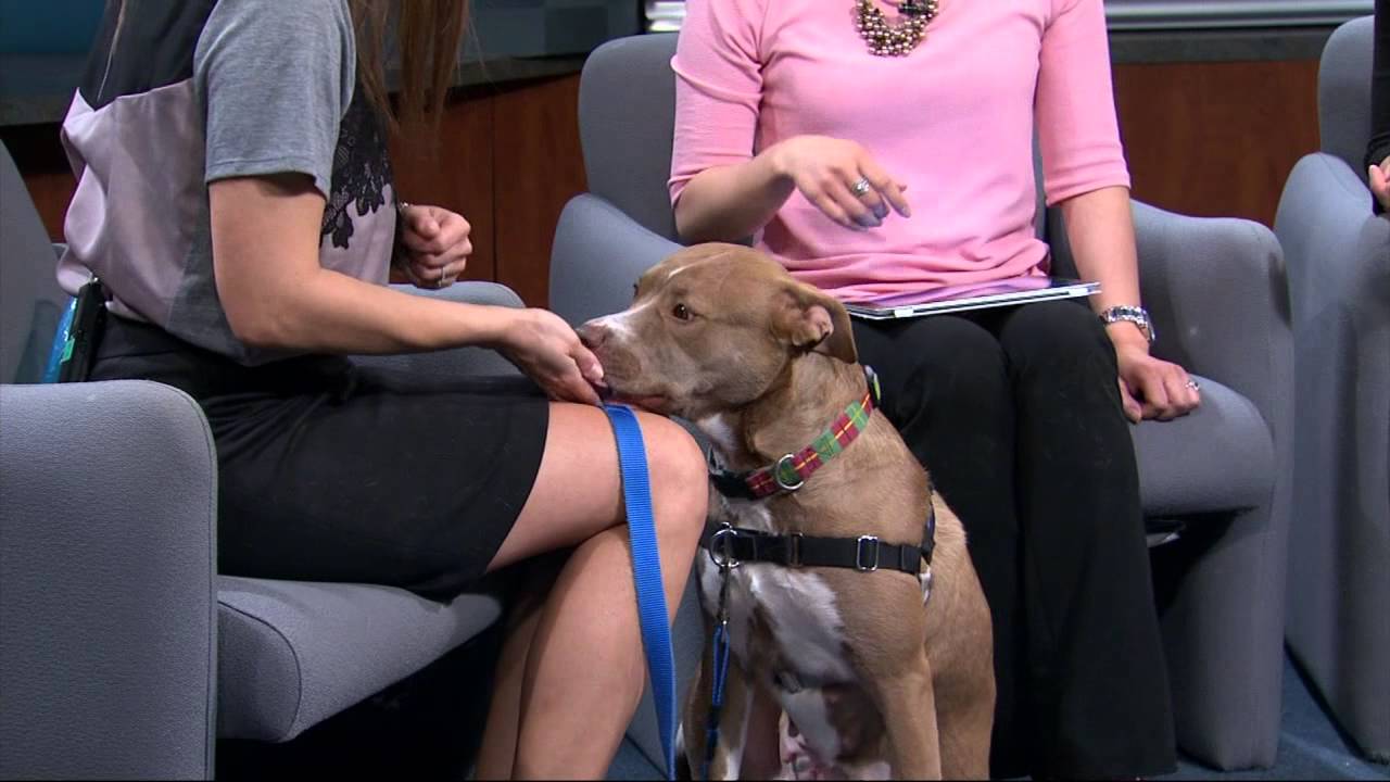 Meet the Pet of the Week: Stella