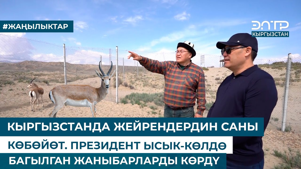 КЫРГЫЗСТАНДА ЖЕЙРЕНДЕРДИН САНЫ КӨБӨЙӨТ. ПРЕЗИДЕНТ ЫСЫК-КӨЛДӨ БАГЫЛГАН ЖАНЫБАРЛАРДЫ КӨРДҮ