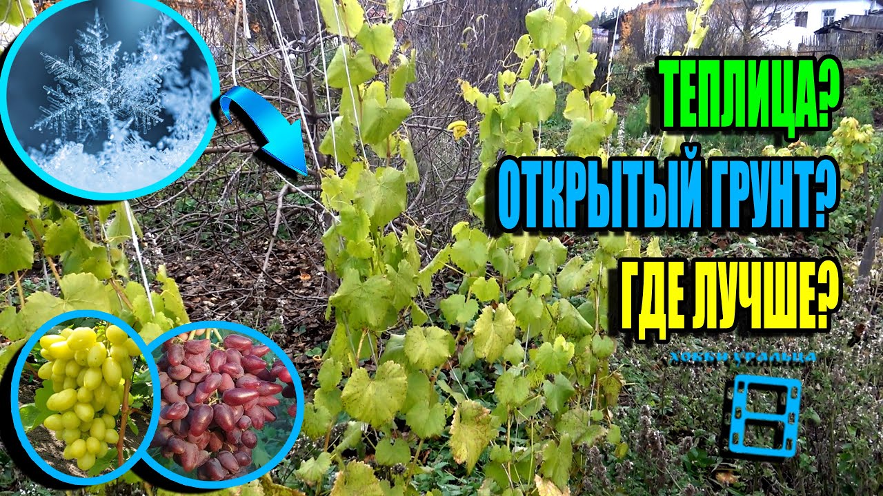 ВИНОГРАД В ТЕПЛИЦЕ И НА УЛИЦЕ - БОЛЬШАЯ РАЗНИЦА. АНОМАЛЬНО ТЕПЛАЯ ОСЕНЬ. СЕВЕРНЫЙ ВИНОГРАДНИК 23-39