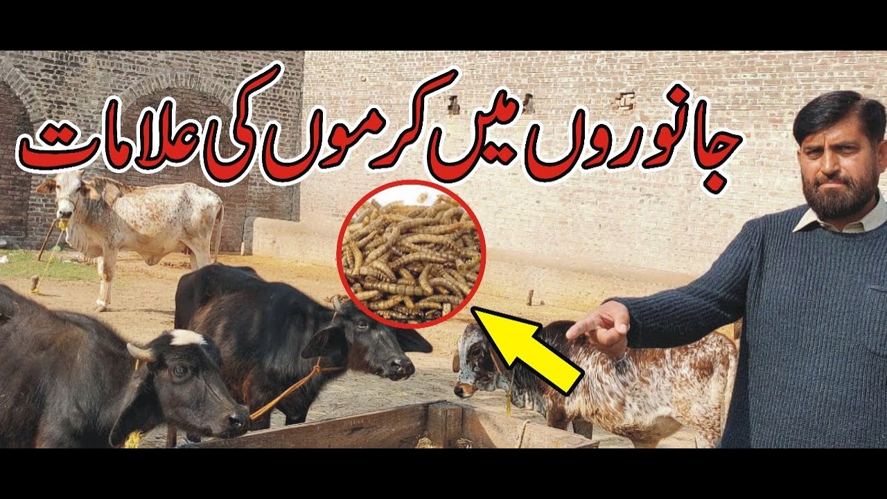 Symptoms Of Internal Worms In Cattle/Tutorial Symptoms Of Parasites In Dairy Animals