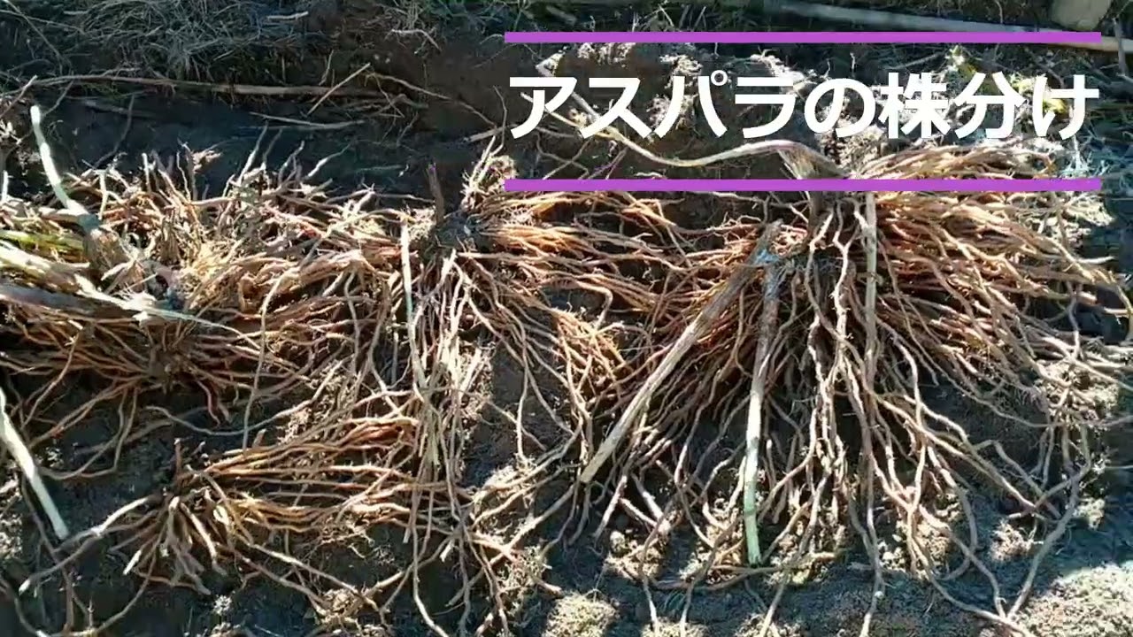 アスパラの株分け　＃葉が枯れてから冬場に株分けします春に新芽が出てきます　＃健康な根が新しい株の成長に重要   #根を傷つけないように　＃根が重要　＃アスパラガスの株分け＃アスパラガス＃株分けの時期